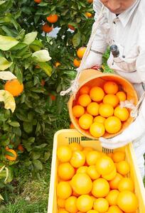 【2026年発送】和歌山の清見オレンジ 約10kg（赤秀）清見オレンジ