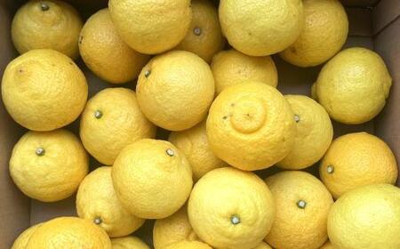 ［さわやか柑橘］和歌山県産はるかみかん約4.5kg（サイズ混合　秀品）★2026年2月下旬頃より順次発送［TM162］