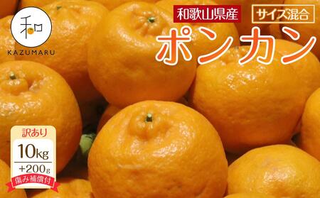 訳あり 森本農園の手選別 ポンカン 10kg  +200g傷み補償付 和歌山県産 サイズ混合 【北海道・沖縄・離島配送不可】【RN15】