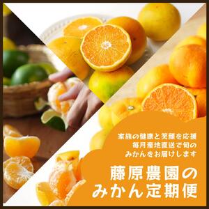 【毎月お届け全12回】みかんのサブスク 定期便 頒布会｜旬のカンキツを産地直送で毎月お届け 家庭用 和歌山県 海南市 【毎月お届け全12回】