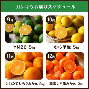 【毎月お届け全12回】みかんのサブスク 定期便 頒布会｜旬のカンキツを産地直送で毎月お届け 家庭用 和歌山県 海南市 【毎月お届け全12回】