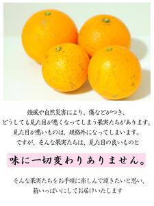 訳あり 清見オレンジ 混合 7.5Kg【令和8年3月から発送】清見オレンジ  