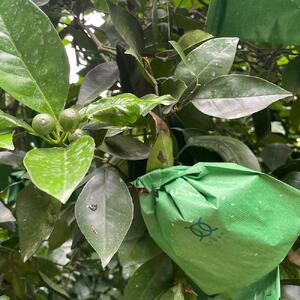 国産 バレンシアオレンジ 約5kg M~LLサイズ 山下農園