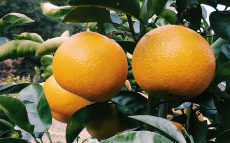 ［手選果 訳あり］和歌山 由良町産 八朔 約10kg サイズ混合 ご家庭用 ［TM205］