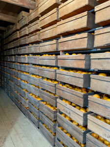 下津蔵出しみかん 約5kg S~Lサイズいずれか 山下農園