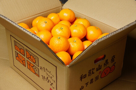 下津蔵出しみかん 約5kg S~Lサイズいずれか 山下農園