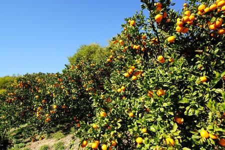 樹上完熟早生みかん 約5kg サイズ混合 山下農園