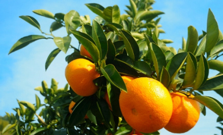 八朔（はっさく）木成り完熟 和歌山県産 約6kg 赤秀 八朔