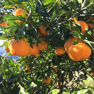 有田育ちの 完熟 ポンカン（ご家庭用）約2kg［先行予約］［MS118］