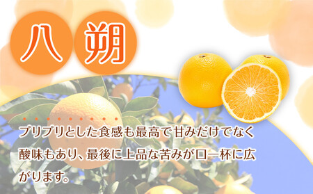 家庭用 森本農園の手選別 八朔 約8kg 和歌山県産 サイズ混合 ［北海道・沖縄・離島配送不可］［2026年1月中旬から2月中旬頃順次発送予定］［RN116］