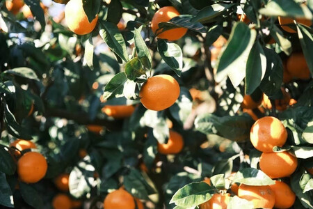 ［先行予約］［贈答用］蔵出しみかん（晩生みかん）S〜Lサイズ混合 10kg＋500g（傷み補償分）［2026年1月上旬より発送］