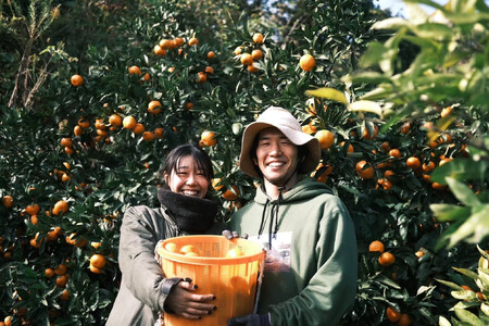 ［先行予約］［贈答用］蔵出しみかん（晩生みかん）S〜Lサイズ混合 10kg＋500g（傷み補償分）［2026年1月上旬より発送］