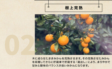 和歌山県産 下津蔵出しみかん 家庭用 5kg (サイズおまかせSまたはMのいずれか) 農家直送 手選別