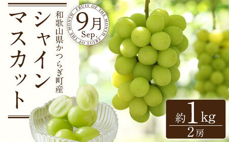 定期便全3回 【7月・8月・9月発送】 和歌山の夏のフルーツをお届け（桃・梨・シャインマスカット） ［TM224］