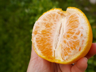 ※先行予約・2026年3月下旬発送開始予定※ 秀品 春峰 5kg L～3Lサイズお任せ