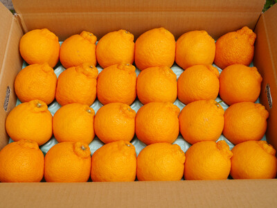 ※先行予約・2026年3月下旬発送開始予定※ 不知火 Lサイズ 24玉 約5kg 秀品