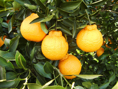 ※先行予約・2026年3月下旬発送開始予定※ 不知火 Lサイズ 24玉 約5kg 秀品