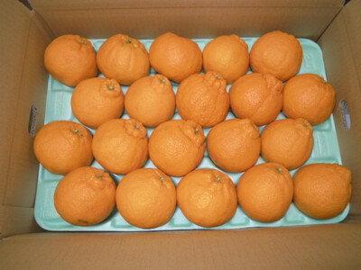 ※先行予約・2026年3月下旬発送開始予定※ 不知火 2Lサイズ 20玉 約5kg 秀品