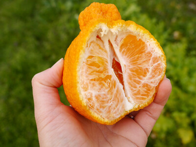 ※先行予約・2026年3月下旬発送開始予定※ 不知火 3Lサイズ 18玉 約5kg 秀品