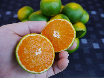 ※先行予約・2026年9月下旬発送開始予定※ 和歌山産 極早生みかん 5kg 3S～Sサイズおまかせ ［YN-26］橋詰農園