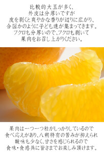訳あり はっさく 八朔 ハッサク わけあり 10kg｜海南市産 まごころ産直みかん 木成り 完熟はっさく 柑橘 みかん フルーツ 和歌山みかん 国産 産地直送 甘酸っぱくて爽やか！