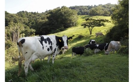 放牧育ちの牛たちの生乳をふんだんに使用した牧場手作りアイスクリーム16個セット