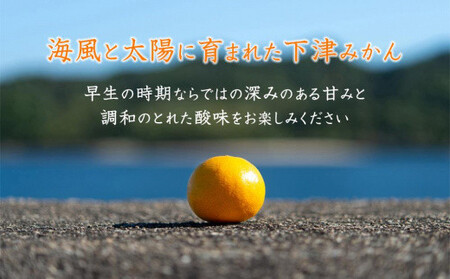 訳あり 早生みかん 5kg ｜みかん  