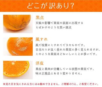 蔵出しみかん 大玉サイズ 5kg＋約1kg増量 2L3L ご家庭用