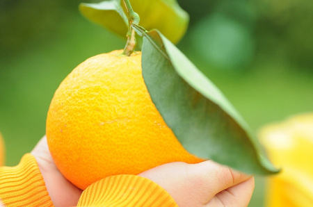 清見オレンジ 5kg 赤秀 和歌山清見オレンジ