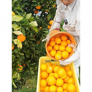清見オレンジ 5kg 赤秀 和歌山清見オレンジ