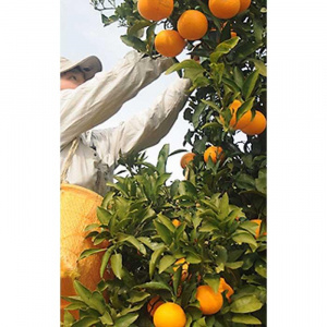 清見オレンジ 5kg 赤秀 和歌山清見オレンジ