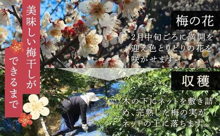 紀州南高梅使用　はちみつうす塩味完熟梅干し　800g（共）［TM142］