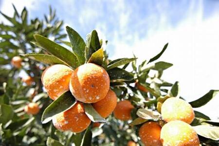 ［先行予約］完熟早生みかん 家庭用 約5kg サイズ混合