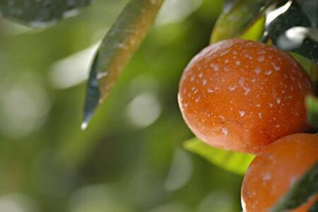 ［先行予約］完熟早生みかん 家庭用 約5kg サイズ混合