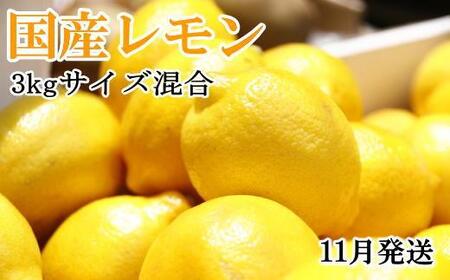 ＊11月発送＊【手選別・産直】紀の川産の安心国産レモン約3kg