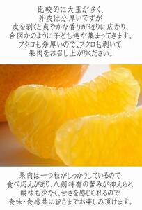 はっさく(八朔) 木成り完熟 和歌山県産 約6kg 訳あり はっさく
