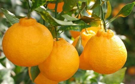 ［お味濃厚］紀州有田産の大玉デコポン約5kg(12玉～18玉入り・青秀以上) ★2026年１月中旬頃より順次発送［TM25］