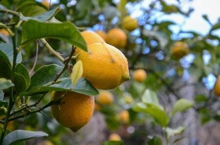 和歌山レモンケーキ スタンダード（３個入）