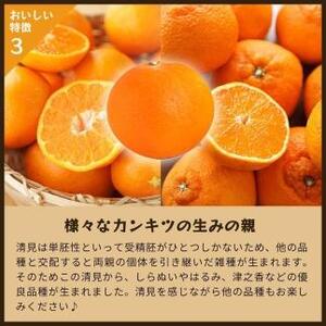 清見オレンジ（みかん）4kg家庭用｜和歌山県海南市下津町で育てた和製オレンジを産地直送でお届け【2026年3月～発送予定】