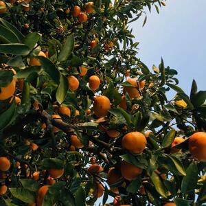 【 紀州 伝統 の 味 】 下津 蔵出し みかん ( 高糖系 品種 丹生系 ) 5kg 【S~L混合サイズ】【先行予約】