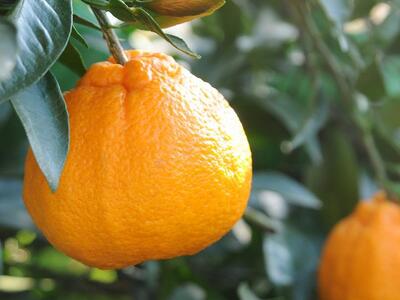 不知火約5kg 15～24玉入り 《ご家庭用》 訳あり 和歌山県産 農園直送 まごころ産直みかん【北海道・沖縄県・離島配送不可】みかん 柑橘 しらぬい デコポンと同じ品種  ［Mg54］