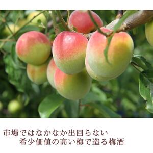 紅南高 二〇〇九年仕込み長期熟成無ろ過【本格梅酒】1.8L