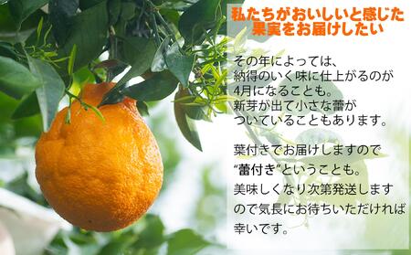 【R8年出荷分】鈴木農園の不知火２ｋｇ（２L又は３L）　和歌山県から農家直送！デコポン　しらぬい　オレンジ　皮がむきやすい【北海道・沖縄・一部離島への配送不可】