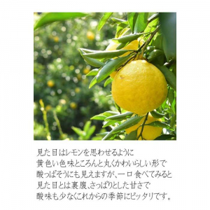 はるかみかん 約6kg 大小混合 《ご家庭用》 ちょっと訳あり 和歌山県産 農園直送 まごころ産直みかん 【北海道・沖縄県・一部離島 配送不可】果物 フルーツ ミカン 蜜柑 わけあり 訳アリ 完熟 ［Mg29］