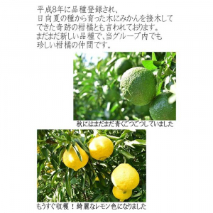 はるかみかん 約6kg 大小混合 《ご家庭用》 ちょっと訳あり 和歌山県産 農園直送 まごころ産直みかん 【北海道・沖縄県・一部離島 配送不可】果物 フルーツ ミカン 蜜柑 わけあり 訳アリ 完熟 ［Mg29］