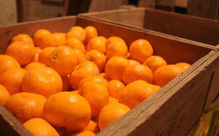 蔵出しみかん 和歌山県海南市下津町産 3kg S・M・Lサイズ 海南市鈴木農園