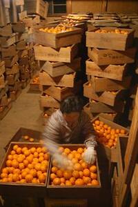 蔵出しみかん 和歌山県海南市下津町産 3kg S・M・Lサイズ 海南市鈴木農園