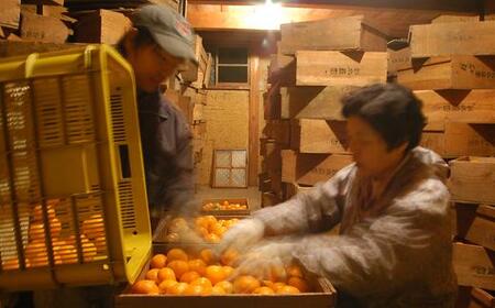 蔵出しみかん 和歌山県海南市下津町産 3kg S・M・Lサイズ 海南市鈴木農園