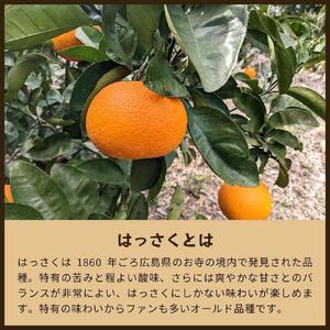 八朔|和歌山県海南市から産地直送でお届け|4kg|ご家庭用【2026年4月より発送開始】