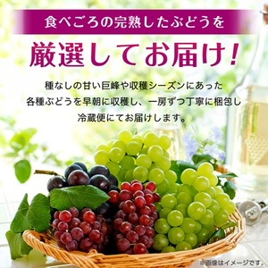 【2026年・発送】朝どり完熟ぶどうの詰め合わせ_果物・フルーツ ぶどう・マスカット  ブドウ 葡萄 _【配送不可地域：離島・沖縄県】【1017700】